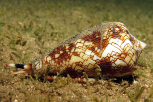 cone_snail