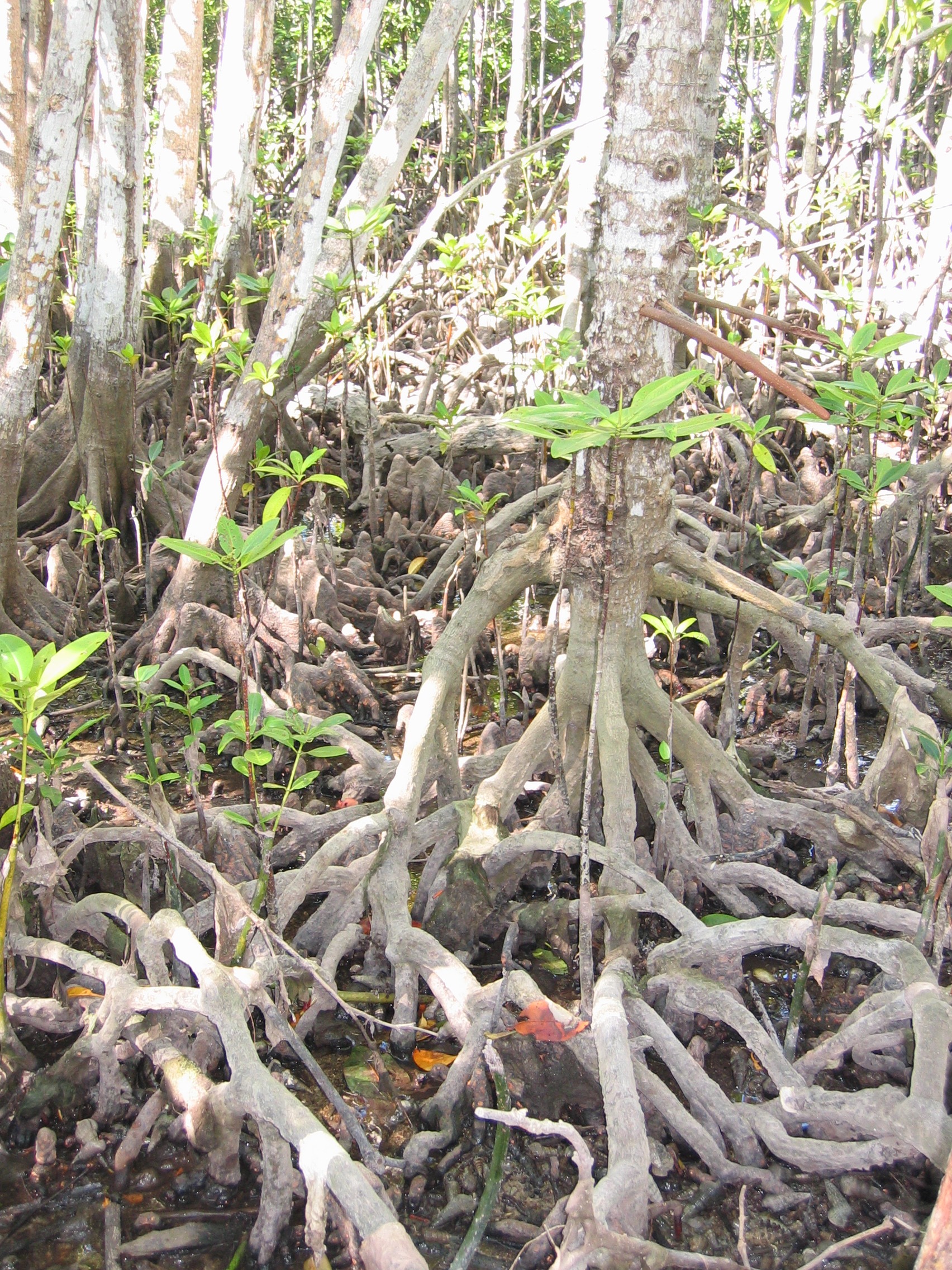 mangrove_Pixabay
