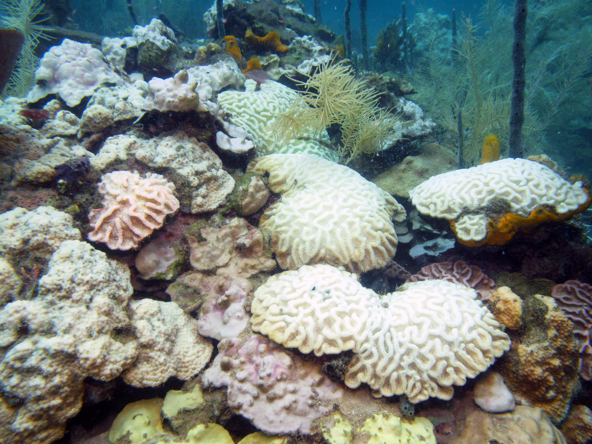 Warmer water can lead to coral bleaching events. Photo courtesy of Raphael Ritson-Williams, Smithsonian Marine Station.